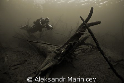 Deep Forest by Aleksandr Marinicev 